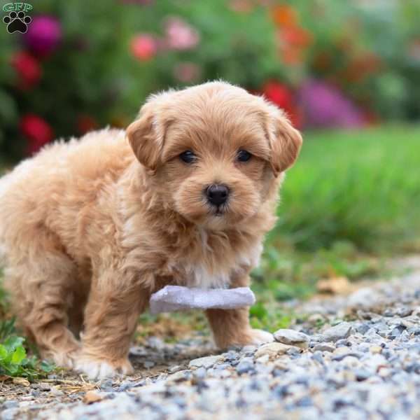 Tommy, Maltipoo Puppy